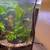 complete 3.5 gallon aquarium 1 thumbnail