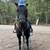 13 yo QH Mare 5 thumbnail
