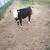 Mini heifer 2 thumbnail