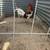 Rooster 3 thumbnail