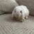 Holland Lop Bunny 3 thumbnail