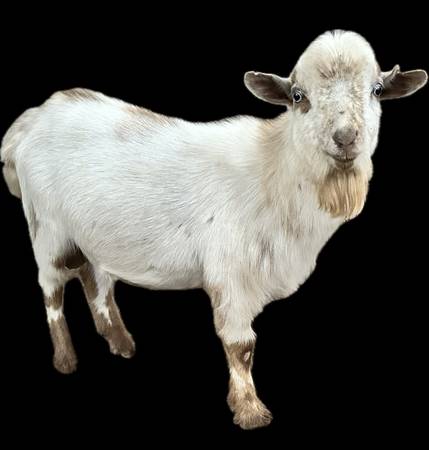 Nigerian dwarf buckling 1
