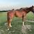 Gelding 1 thumbnail
