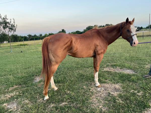 Gelding 1