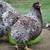 Wyandotte chickens wanted 7 thumbnail
