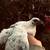 Adorable young black white Micro mini pet Kikirki bird-size chicken hen pair 6 thumbnail