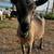 Nigerian Dwarf Does 3 thumbnail