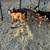Goat Herd 9 thumbnail