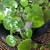 Homegrown CREEPING CHARLIE PLANTS MIRACLE GROW SOIL 1 thumbnail
