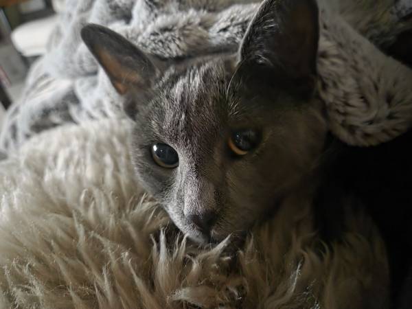 1yr old cat 1