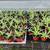 Spider Plants 4 thumbnail