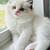 Loving kitten CAT 1 thumbnail