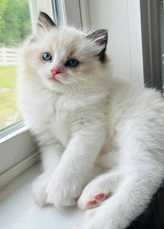 Loving kitten CAT 1
