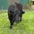 Cows 11 thumbnail