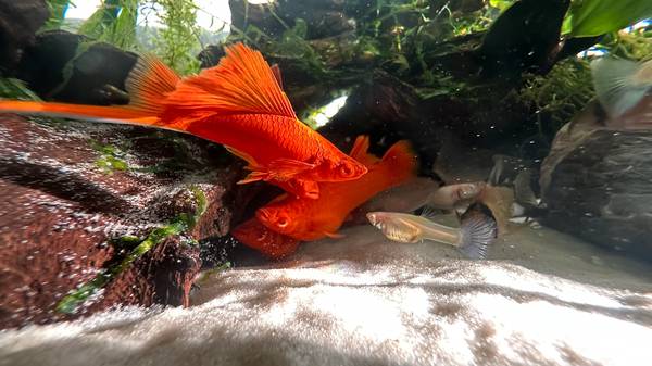 Albino red hi-fin swordtail pairs (bred/born in SF tap water) 1