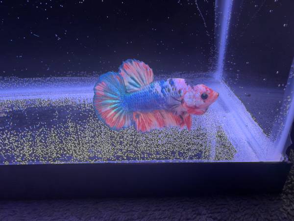Male betta fish 1