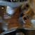 GM Small Block Cylinder Heads 10 thumbnail