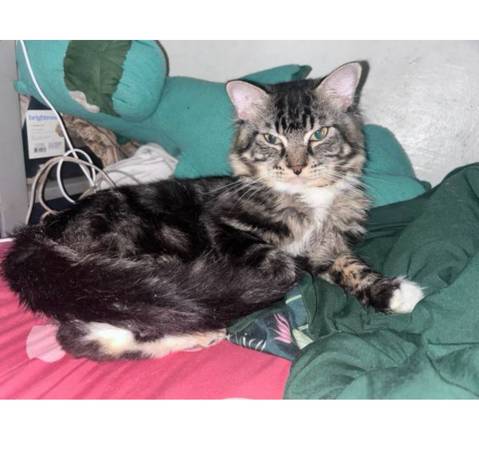 CATS NEED A HOME (Yonkers)576836983567175684