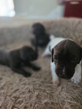 German Shorthaired Pointer (GSP) Puppies – Looking for Loving Homes! (vallejo / benicia)