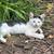 Kittens to new home 1 thumbnail