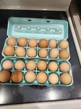 Fresh eggs 1