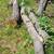 Four Oak Logs 1 thumbnail
