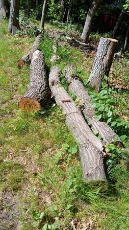 Four Oak Logs 1