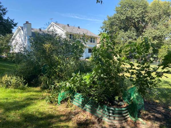 LANDSCAPING • YARD CLEANUP • CHAIN LINK FENCE • FALL CLEANUP 1