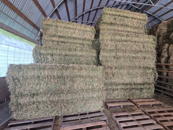Second Crop Alfalfa Hay - TESTED 24% Protein 1