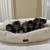 purebred kittens 1 thumbnail