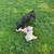 Mini schnauzer 4 thumbnail
