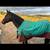 17 year old gelding 8 thumbnail