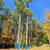 Tree Take Down in Arlington ,Vermont Area-Need some prices. 1 thumbnail