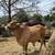 Red Brahman 1 thumbnail