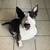 Bull terrier 4 thumbnail