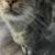 Gorgeous rescued young cat 3 thumbnail