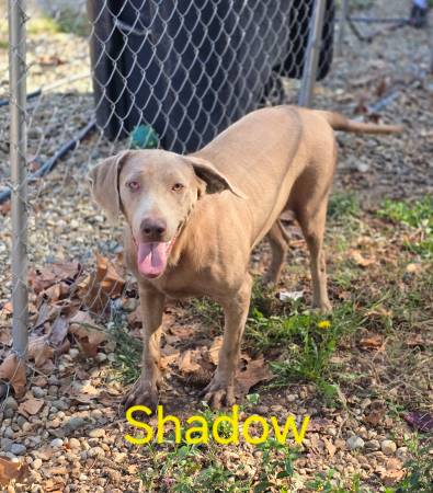 Akc lab dogs (McDermott)64310805345795120