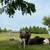 Miniature cattle 4 thumbnail