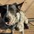 Blue Heeler 2 thumbnail