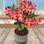 Adenium Desert Rose Indoor Plant Starter 1 thumbnail