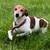 Cute small dog found 3 thumbnail