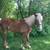 Belgian Stud Colt horse 9 thumbnail