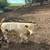 Bulls 3 thumbnail