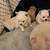 Pomeranian’s puppies text 1 thumbnail
