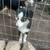 Australian shepherd puppies 2 thumbnail