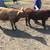 Dexter Highland Bull Calf 11 thumbnail