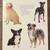 Dog book - Illustrated Guide 2 thumbnail