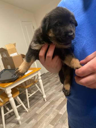 Gsd pup63851204725121121