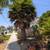 Fan Palm tree fully grown 24 foot 3 thumbnail
