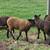 Sheep Shetland Lambs 2 thumbnail